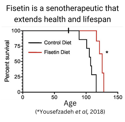 Senolytics Bears Fruit!