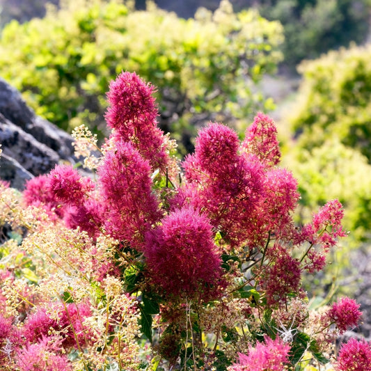 The Smoke Tree Magic: Phytonutrient Powerhouse for Age-Defying Health